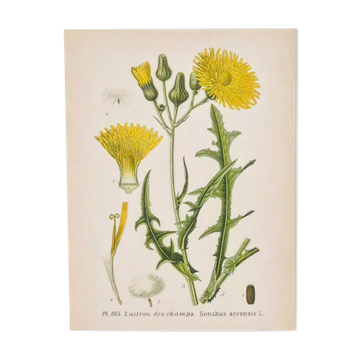 Old botanical plates in colour Brass of the fields