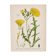 Old botanical plates in colour Brass of the fields