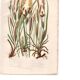 Antique botanical engraving, 1889 - Mountain herbs by A. Pratt - plate
