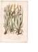 Antique botanical engraving, 1889 - Mountain herbs by A. Pratt - plate