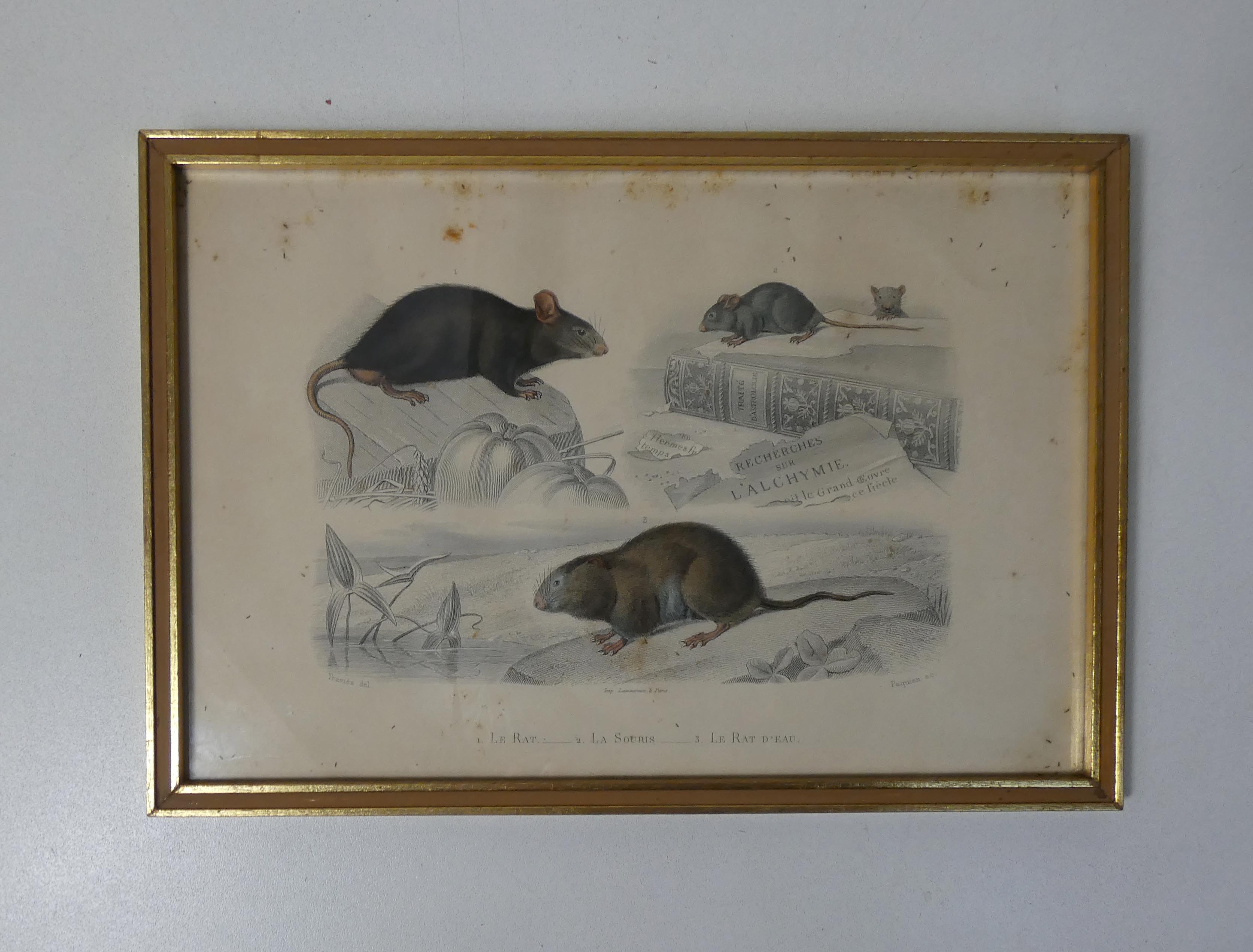Old animal engraving framed rat mouse