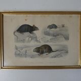 Ancienne gravure animalière encadrée rat souris