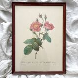 Framed lithograph roses Pierre Joseph Redouté, vintage botanical poster