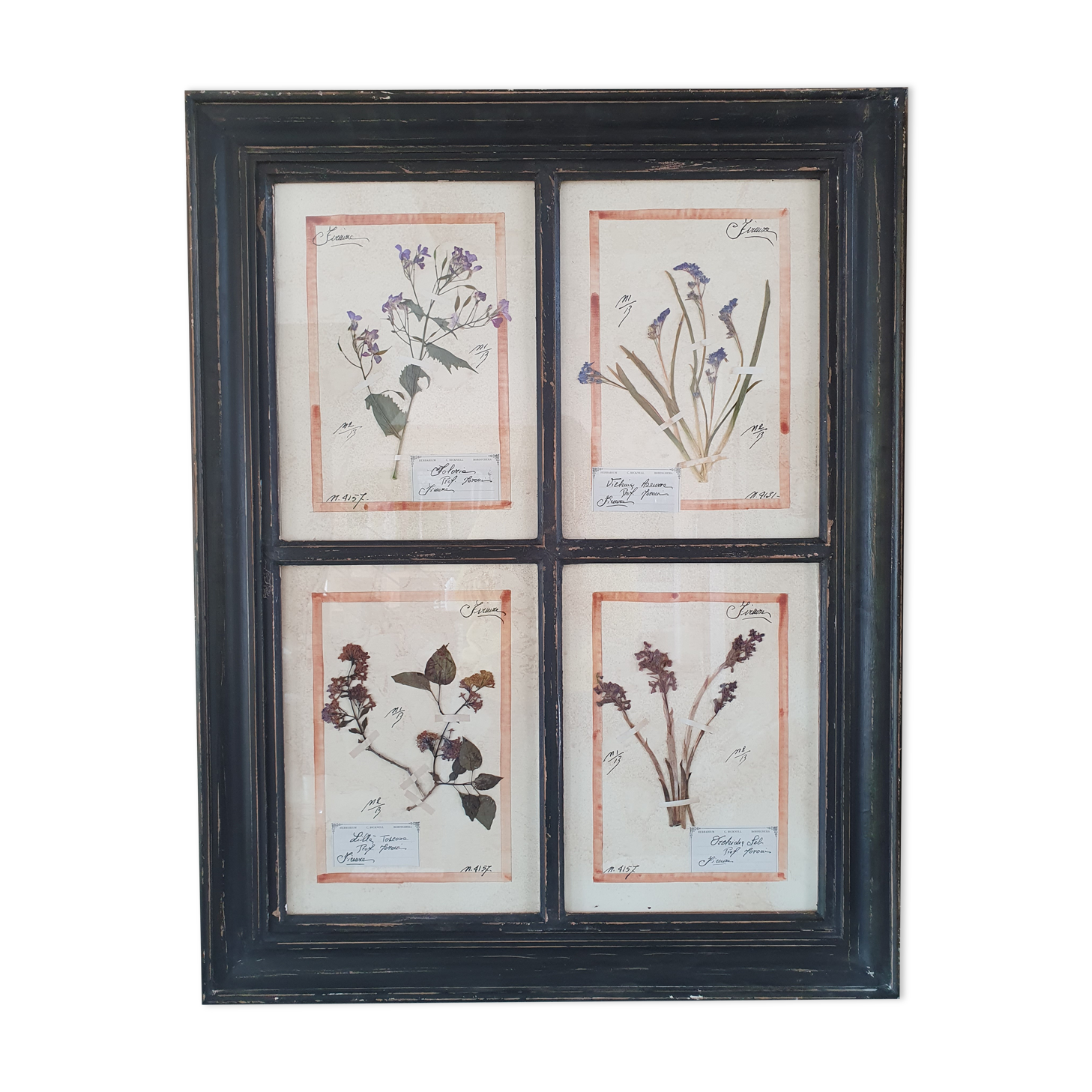 Herbarium frame
