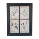 Herbarium frame