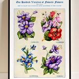 Poster about clematis, climbing geranium, clintonia and cup-and-saucer vine