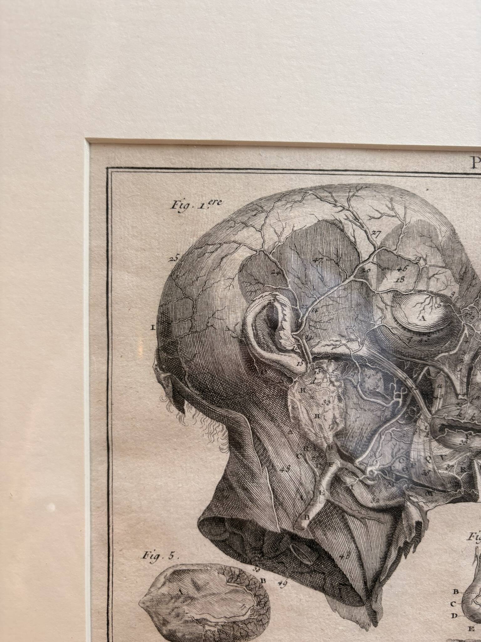 Old Print Engraving 19th Century Framed Anatomy Artery Face Bernard Dixerit