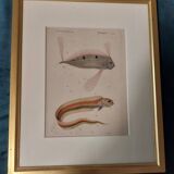 19th century engraving of fish