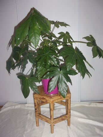 Coffee table in bamboo