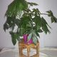 Table basse en bambou
