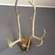 Wood hunting trophy deer