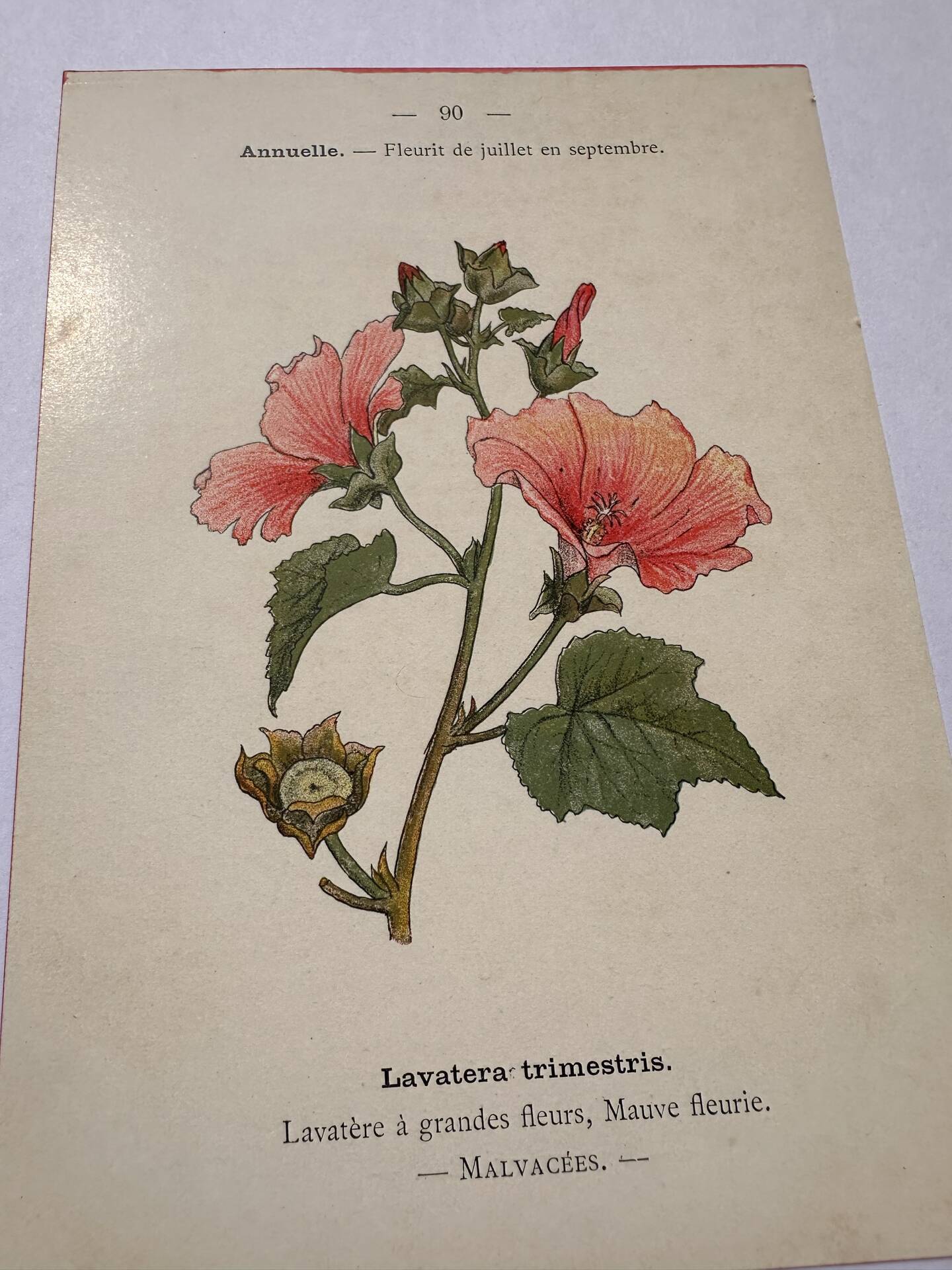 19th-century botanical engraving naturalist poster French flower wine
