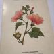 19th-century botanical engraving naturalist poster French flower wine