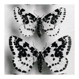Butterflies 1