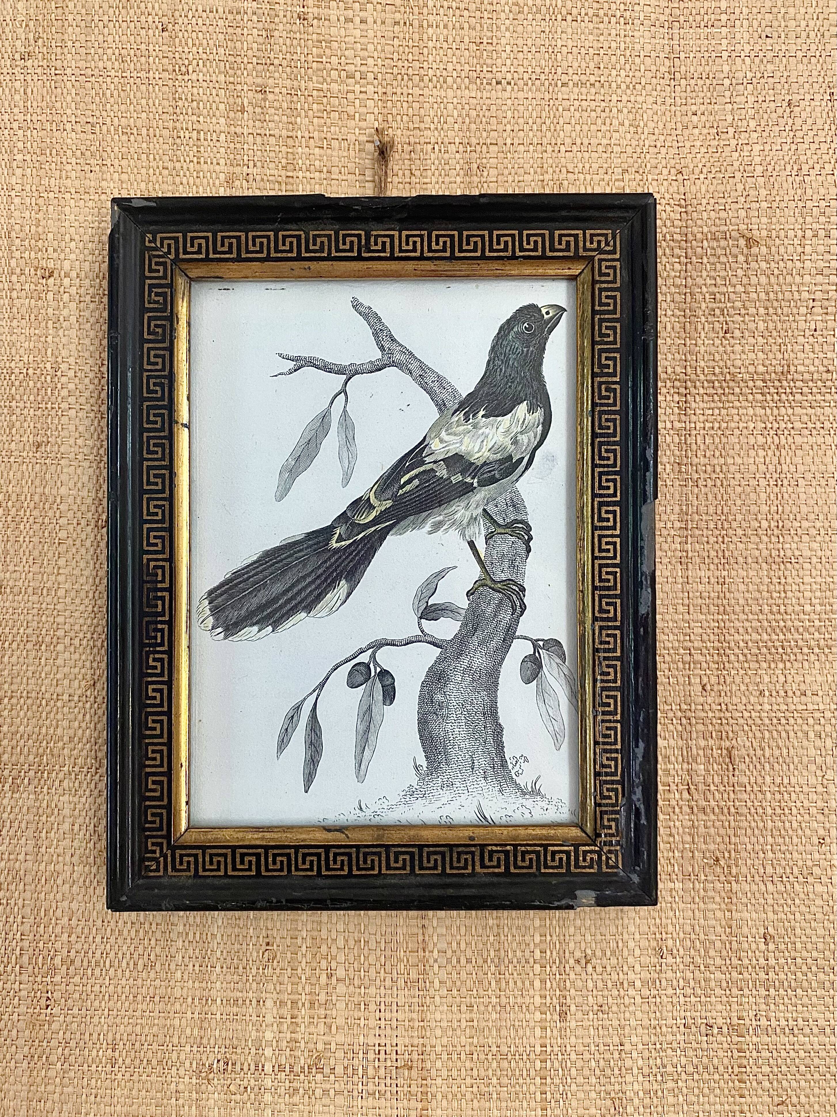 Zoological engraving 1808, 19th-century wooden frame