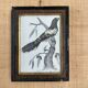 Zoological engraving 1808, 19th-century wooden frame