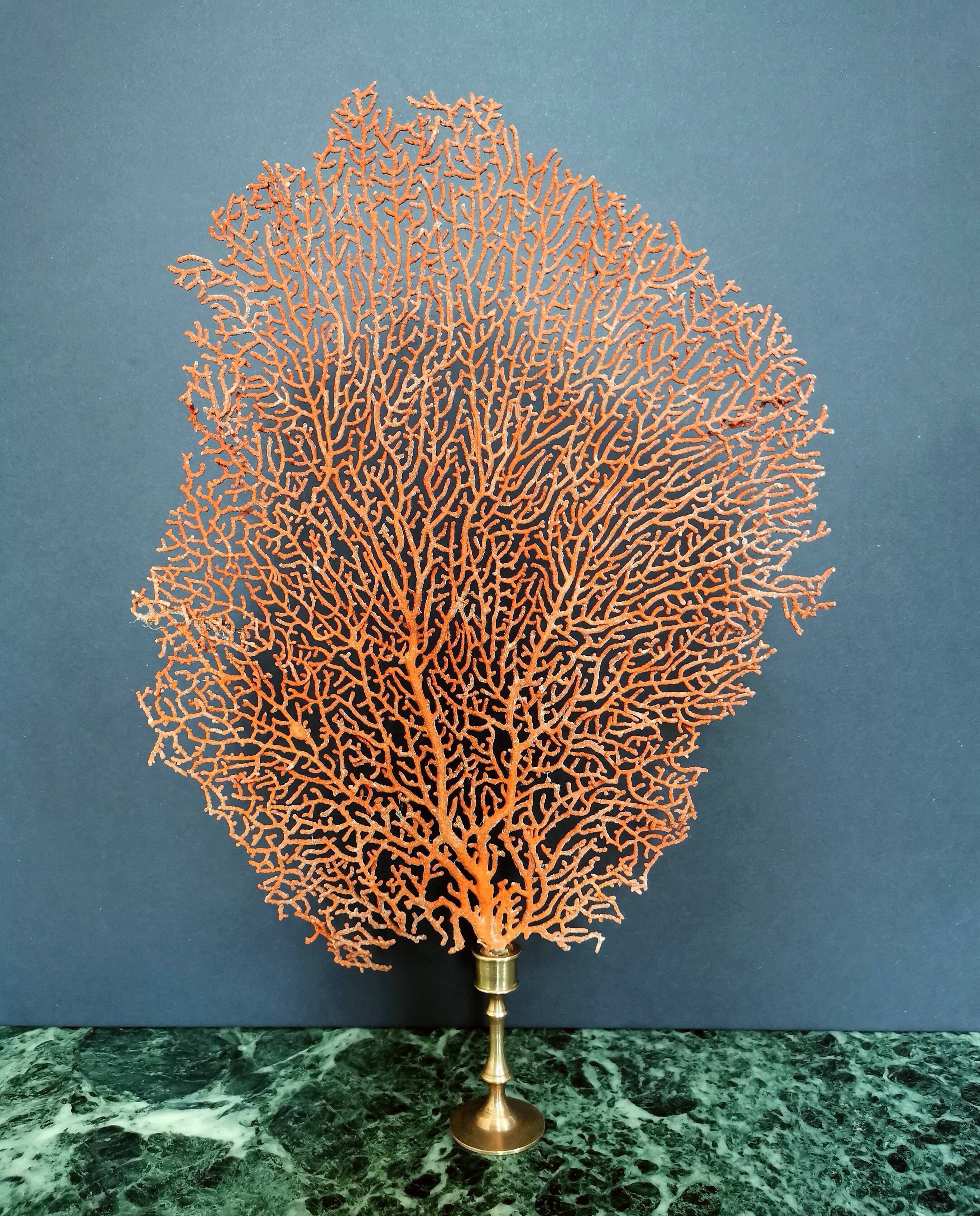 Gorgon Rouge, Brass base (Early XXth) 33*23 cm