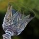 Série de 6 verres à eau en cristal de Saint Louis modèle Sammy