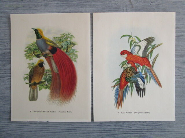 Pair of engravings of birds to frame