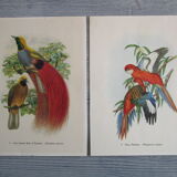 Pair of engravings of birds to frame
