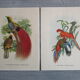 Paire de gravures d'oiseaux à encadrer