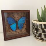Papillon bleu encadré Morpho Menelaus Guyane cabinet de curiosité