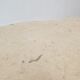 Mactan Stone or Fossil Stone Coffee Table, 1980's