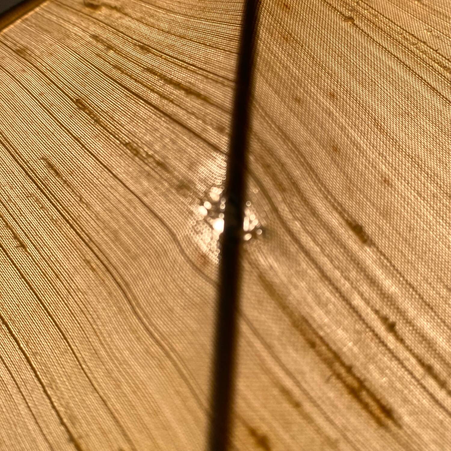 Retro wrought iron and pearl lamp