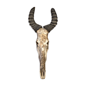 Massacre d'antilope