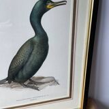 Frames illustrations birds