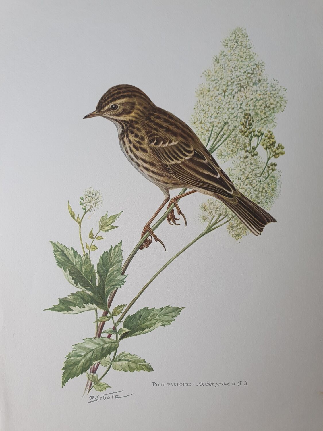 Wacky pipit bird board