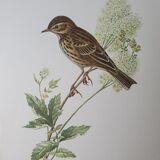 Wacky pipit bird board