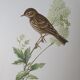 Wacky pipit bird board