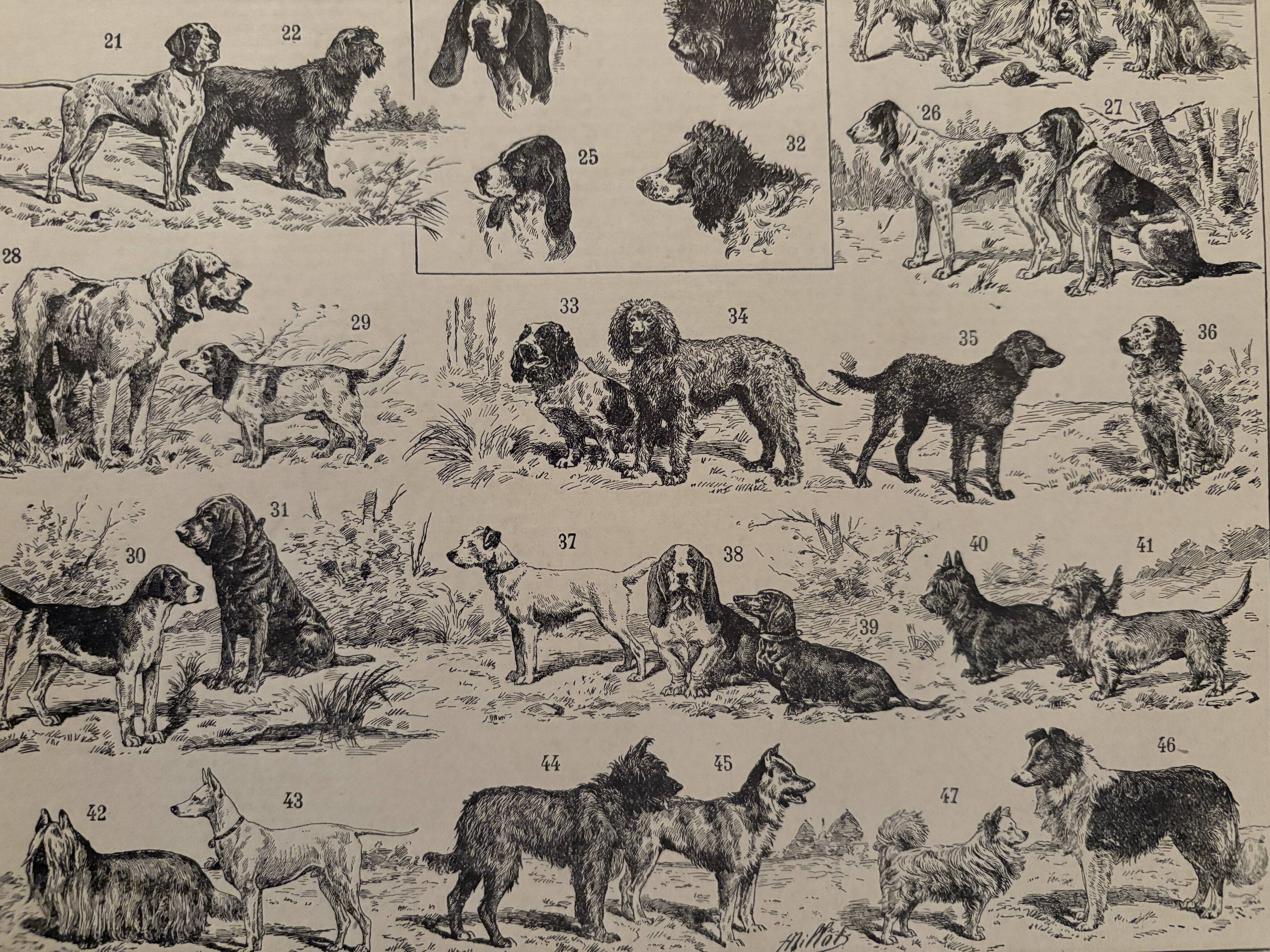 Vintage illustrated plate about dogs - 1900