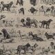 Vintage illustrated plate about dogs - 1900