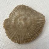 Fungia type coral