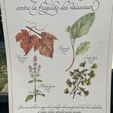 Botanical plank "Tisane to combat the fragility of the vessels"