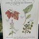 Botanical plank "Tisane to combat the fragility of the vessels"