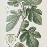 Botanical colour plates of Fig tree