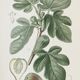 Planche de botanique couleurs Figuier