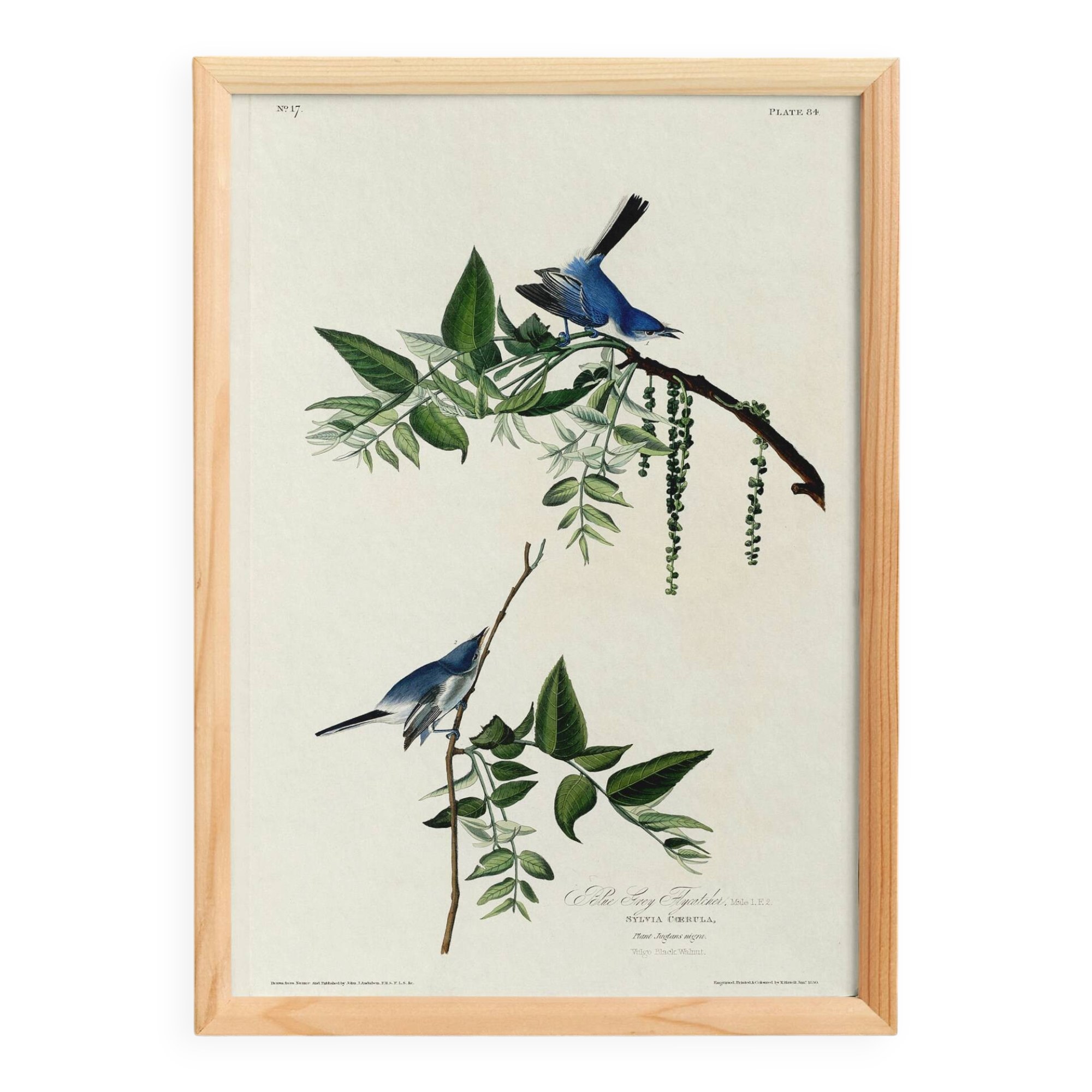 Poster about the blue warbler, based on an old engraving from 1827.