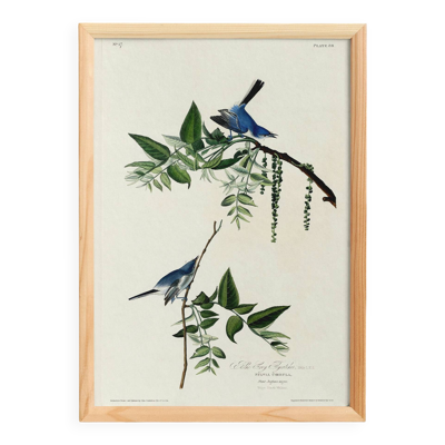 Affiche sur la fauvette bleue, d’après une gravure ancienne de 1827.
