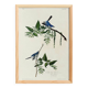 Poster about the blue warbler, based on an old engraving from 1827.