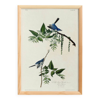 Poster about the blue warbler, based on an old engraving from 1827.