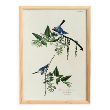Affiche sur la fauvette bleue, d’après une gravure ancienne de 1827.