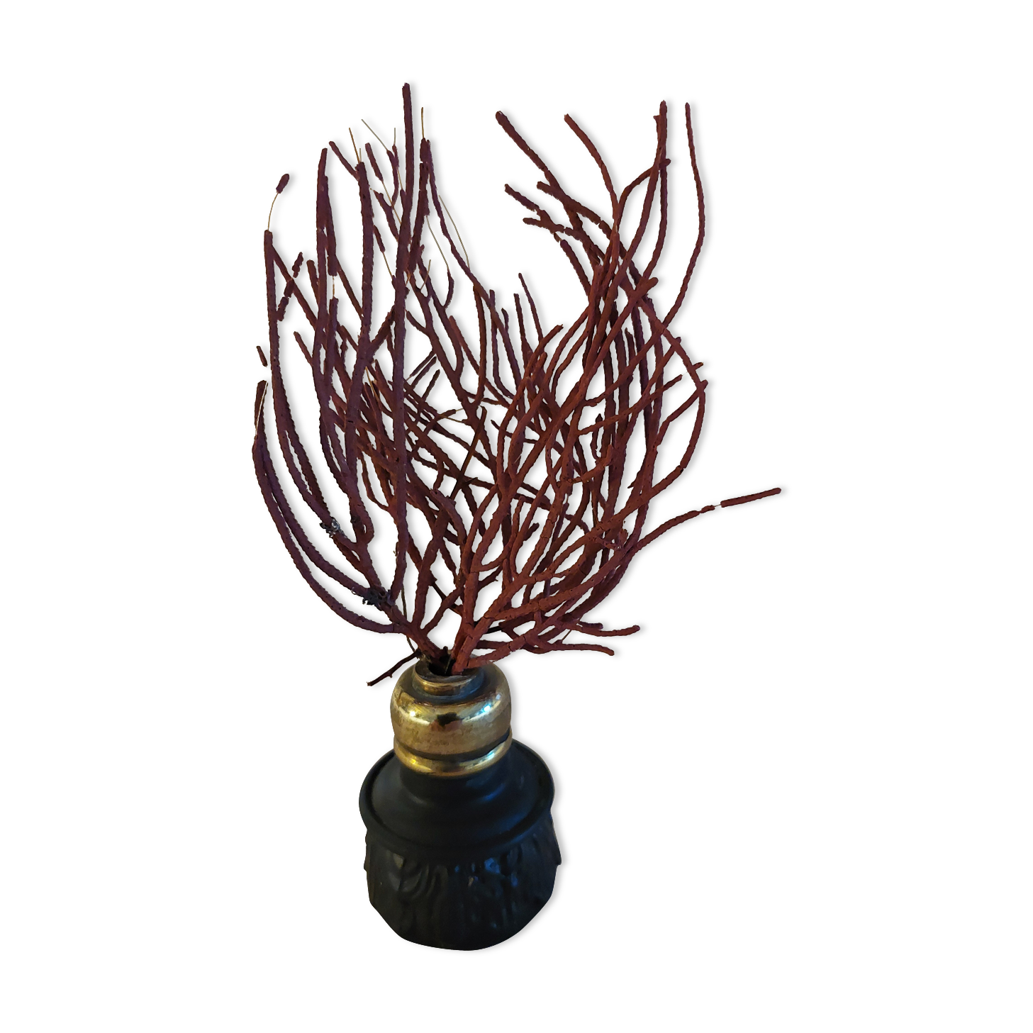 Cabinet of Curiosities red coral ellisella ceratophyta on base