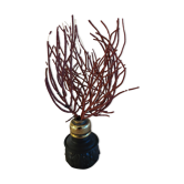 Cabinet of Curiosities red coral ellisella ceratophyta on base