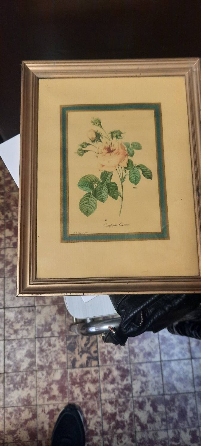 Planche botanique rose