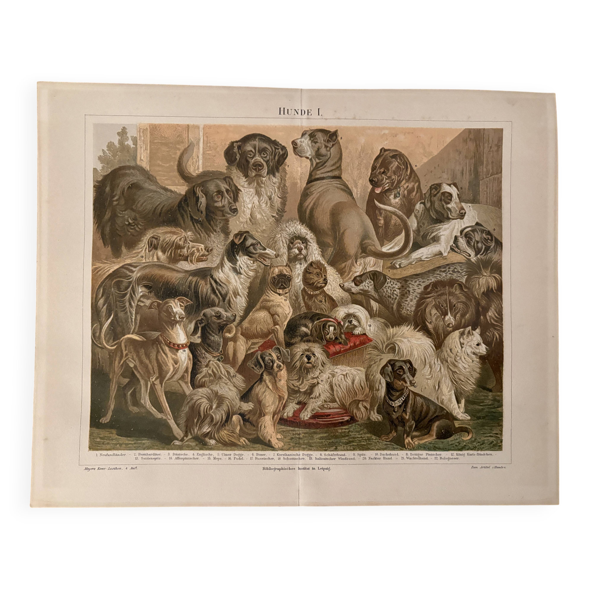 Old colour engraving of dogs – 1890