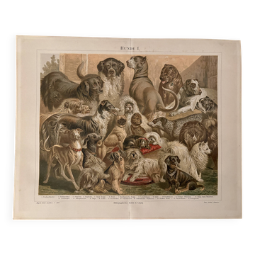 Old colour engraving of dogs – 1890
